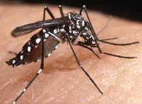Imagem da notícia - FMT promove curso de atualização para assistência ao paciente com dengue